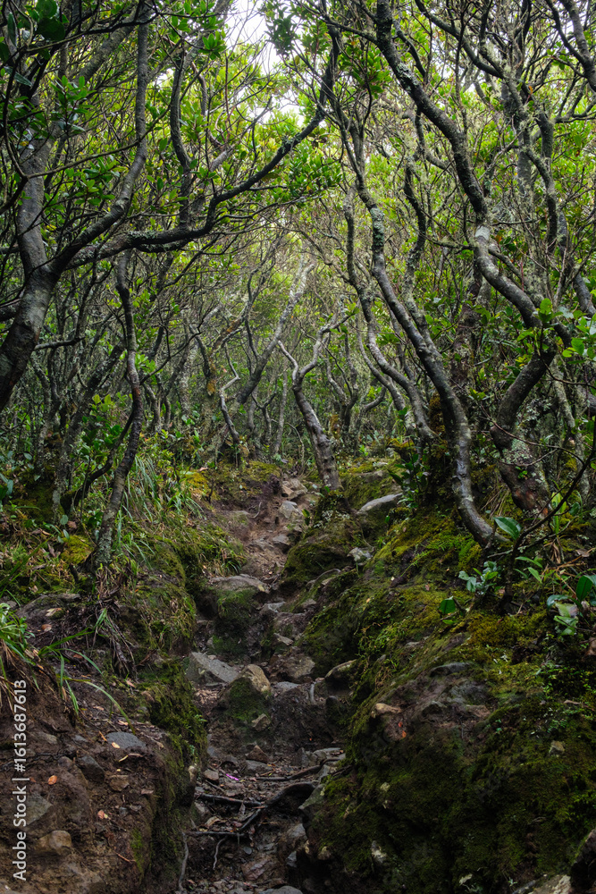 Fototapeta premium Lush Forest Path Surrounded by Dense Vegetation and Moss-Covered Trees