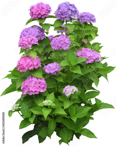 A vibrant hydrangea bush with beautiful pink and purple flowers in full bloom, featuring lush green leaves. Isolated botanical vector illustration.