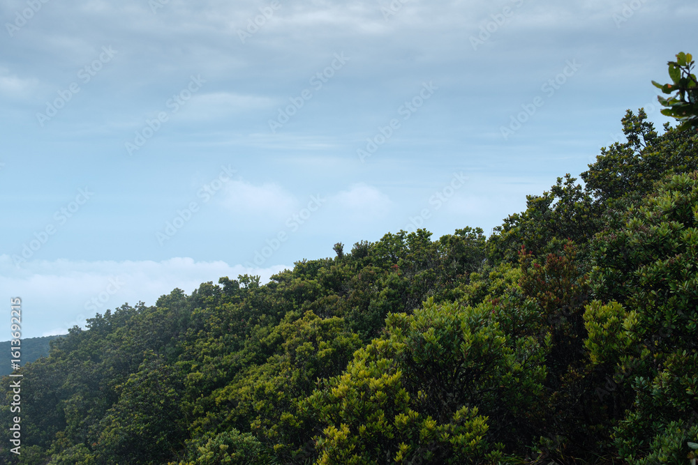 Lush Green Forest With a Vibrant Canopy Under a Clear Blue Sky Lush Green Forest With a Vibrant Canopy Under a Clear Blue Sky