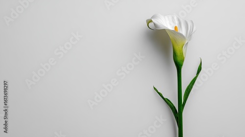 Single white Calla lily on light gray background