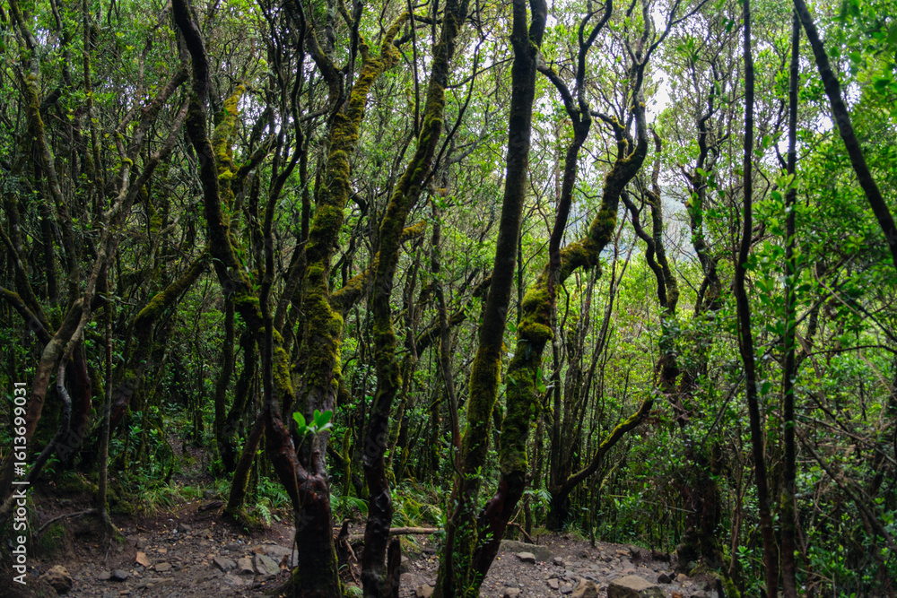 Naklejka premium Lush Forest With Moss-Covered Trees and Dense Greenery in a Natural Setting