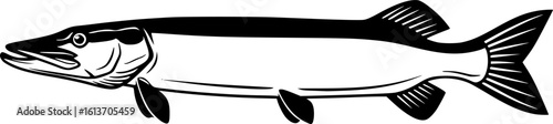 Illustration of pike fish in monochrome style. Pike fish isolated on white background
