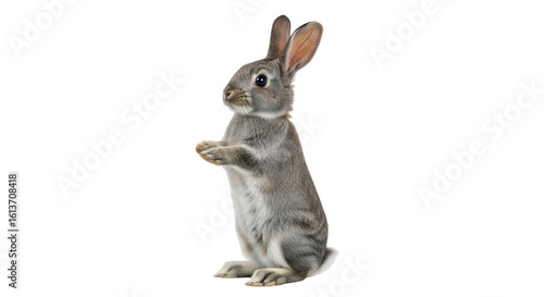 Quadro em tela Isolated Gray Bunny Standing Upright