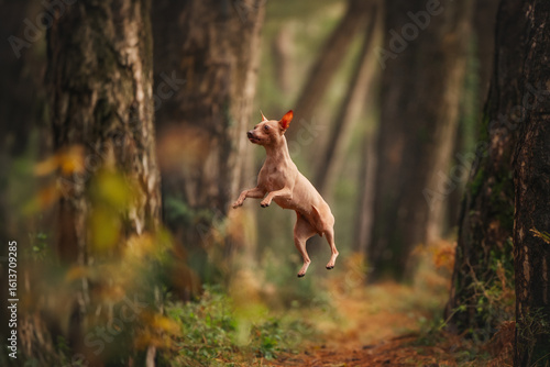 Photos A beautiful hairless Xoloitzcuintli dog wrapped in a blanket is walking through