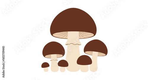 A group of brown mushrooms with varying sizes standing on a white background