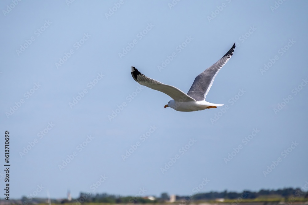 Obraz premium seagull in the sky