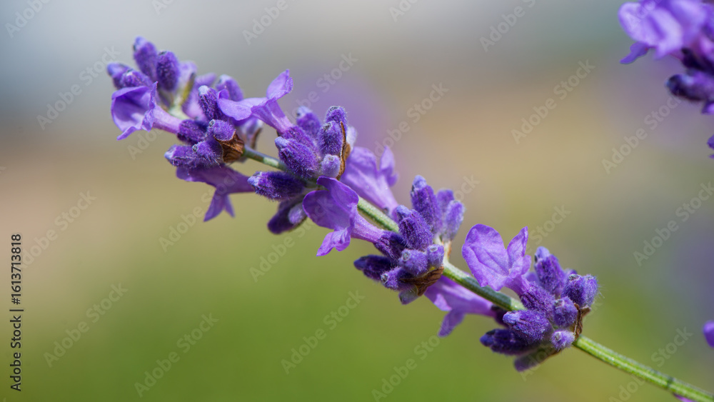 Obraz premium A branch with purple lavender flowers against a blurred background.