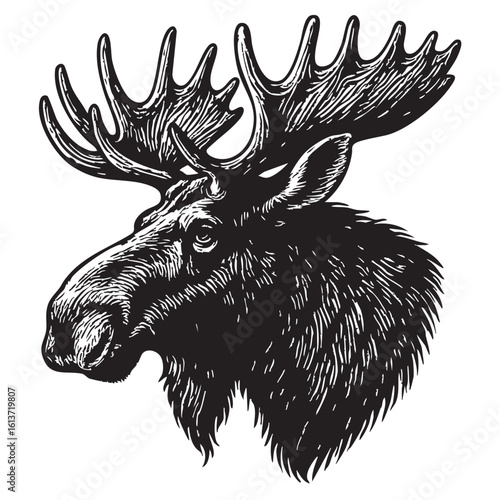 Detailed Black and White Illustration of a Moose Head with Large Antlers in Profile View