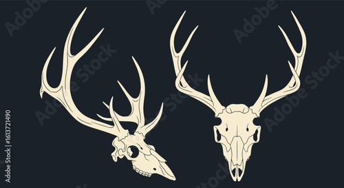 Two majestic deer antlers and skulls presented in an artistic natural history illustration style on a dark background