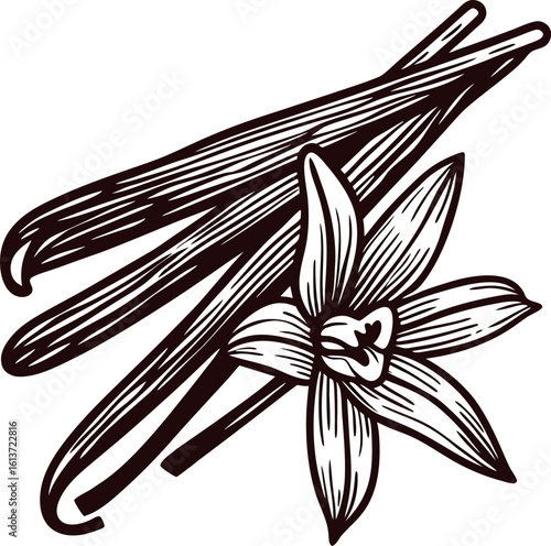 Hand drawn vanilla beans with blooming vanilla flower engraved botanical vintage illustration