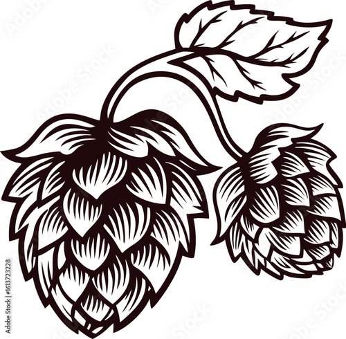 Vintage engraved illustration of hop plant cone with leaves isolated on white background in detailed black line art