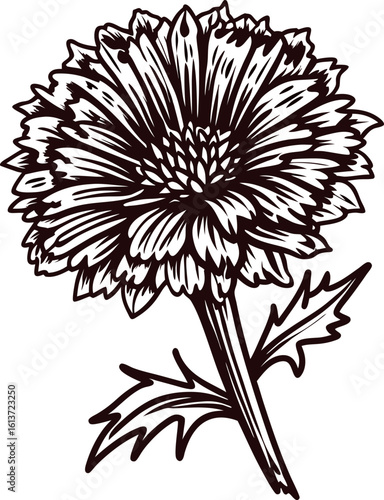Wallpaper Mural Hand drawn detailed marigold flower with stem and leaves isolated on white vintage botanical sketch illustration Torontodigital.ca