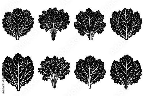 A collection of eight black and white leafy vegetable illustrations with detailed vein structures shown clearly