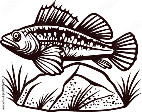 Detailed vintage illustration of a freshwater perch fish above rocks and aquatic grass in black and white engraving