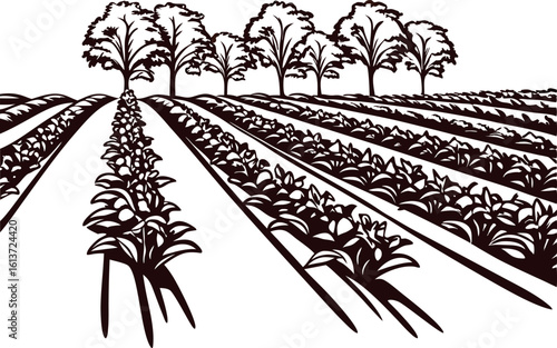 Hand drawn rural farmland with tree line and crop field illustration in vintage engraved