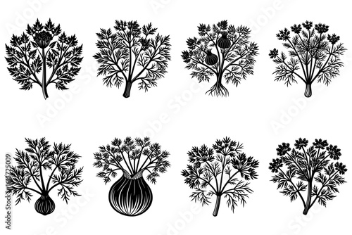 Collection of eight stylized dill plant illustrations in black and white botanical drawing style art work