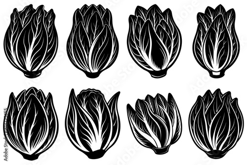 A collection of eight endive heads in black and white with detailed leaf patterns and varied orientations