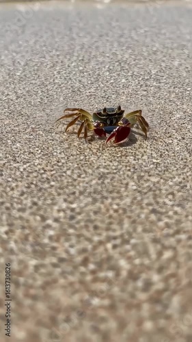Small colorful crab walking across sandy beach with slow camera movement highlighting its detailed shell and claws