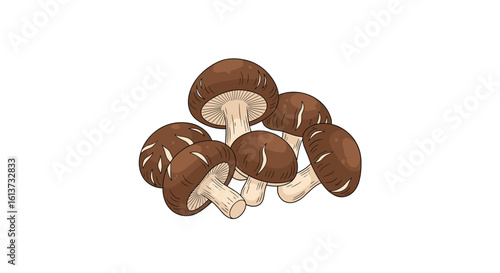 A close up illustration of a cluster of delicious brown and white shiitake mushrooms ready for cooking