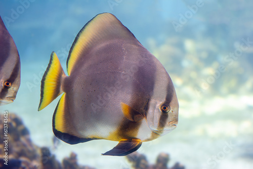 Large Batfish swimming over coral reef, background blurred