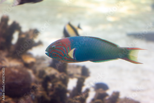 Colourful Moon Wrasse tropical fish swimming over reef