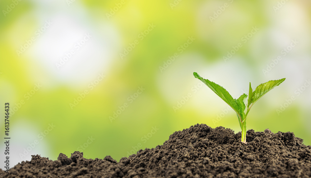 Fototapeta premium Young green seedling growing from fertile soil with bright blurred background. copy space