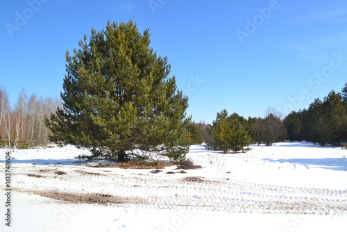 Wallpaper Mural A snowy winter landscape with green pine trees under a bright blue sky, symbolizing Christmas and New Year’s holiday season, nature’s beauty, and festive winter atmosphere. Torontodigital.ca