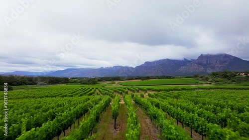 Wallpaper Mural Vast vineyard rows with lush green grapevines under cloudy sky overlooking mountains Torontodigital.ca