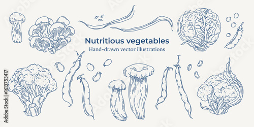 Hand-drawn vector set of nutritious vegetables including legumes, mushrooms, and cruciferous plants