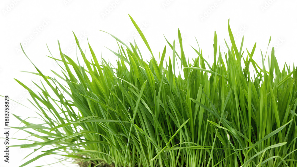 Obraz premium Spring grass isolated on white background PNG. AI GENERATED.