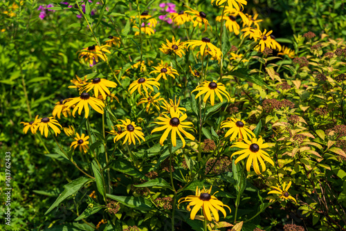 Black-eyed Susans