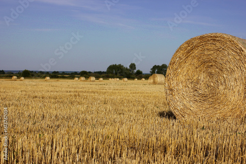 wheat field after harvest with bales of straw	
