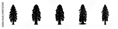 Conifer Tree Silhouettes Collection— Pine, Fir, Spruce, Cedar, Larch. Different Detailed Pine Tree.
