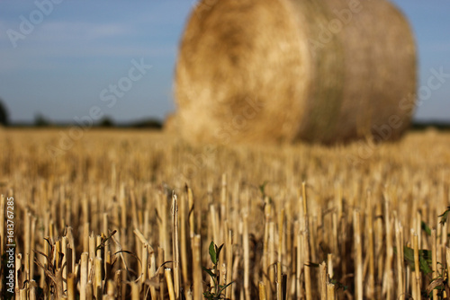 a wheat field after harvest with bales of straw	

