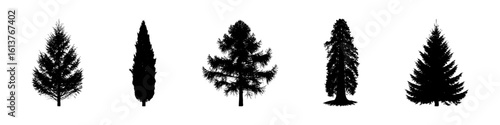 Conifer Tree Silhouettes Collection— Pine, Fir, Spruce, Cedar, Larch. Different Detailed Pine Tree.