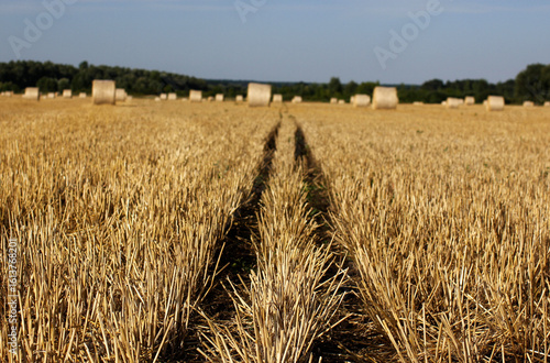 a wheat field after harvest with bales of straw	

