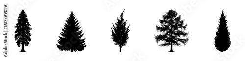 Conifer Tree Silhouettes Collection— Pine, Fir, Spruce, Cedar, Larch. Different Detailed Pine Tree.