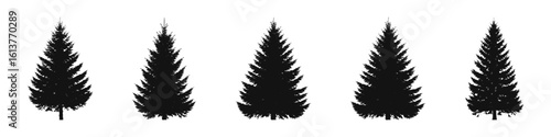 Conifer Tree Silhouettes Collection— Pine, Fir, Spruce, Cedar, Larch. Different Detailed Pine Tree.