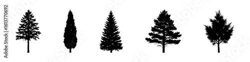 Conifer Tree Silhouettes Collection— Pine, Fir, Spruce, Cedar, Larch. Different Detailed Pine Tree.