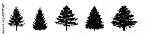 Conifer Tree Silhouettes Collection— Pine, Fir, Spruce, Cedar, Larch. Different Detailed Pine Tree.