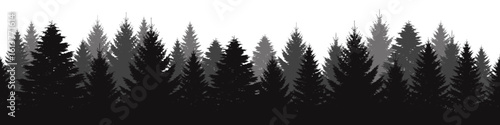 Pine trees forest silhouette. Evergreen coniferous silhouette, nature spruce tree park view.
