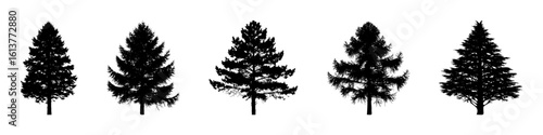 Conifer Tree Silhouettes Collection— Pine, Fir, Spruce, Cedar, Larch. Different Detailed Pine Tree.