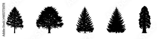 Conifer Tree Silhouettes Collection— Pine, Fir, Spruce, Cedar, Larch. Different Detailed Pine Tree.