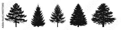 Conifer Tree Silhouettes Collection— Pine, Fir, Spruce, Cedar, Larch. Different Detailed Pine Tree.
