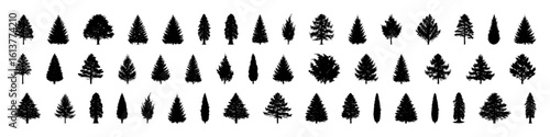 48 Conifer Tree Silhouettes — Pine, Fir, Spruce, Cedar, Larch. Different Detailed Pine Tree.