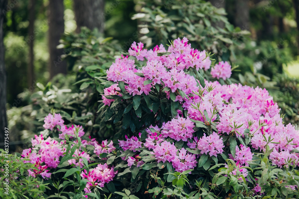 Fototapeta premium Flowering rhododendron bushes in a lush garden during springtime