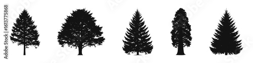 Conifer Tree Silhouettes Collection— Pine, Fir, Spruce, Cedar, Larch. Different Detailed Pine Tree.