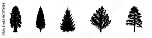 Conifer Tree Silhouettes Collection— Pine, Fir, Spruce, Cedar, Larch. Different Detailed Pine Tree.