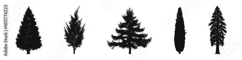 Conifer Tree Silhouettes Collection— Pine, Fir, Spruce, Cedar, Larch. Different Detailed Pine Tree.