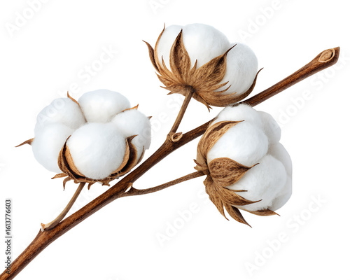 Dried cotton plant branch with fluffy white bolls and brown autumn leaves isolated on white background. Perfect for eco design, agriculture, nature, textile, or organic-themed visuals.